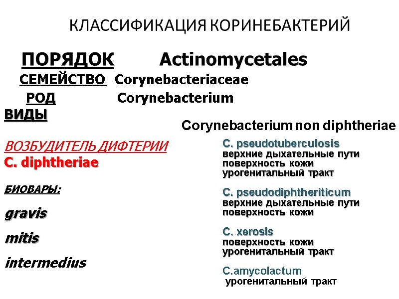 КЛАССИФИКАЦИЯ КОРИНЕБАКТЕРИЙ  ПОРЯДОК         Actinomycetales 
